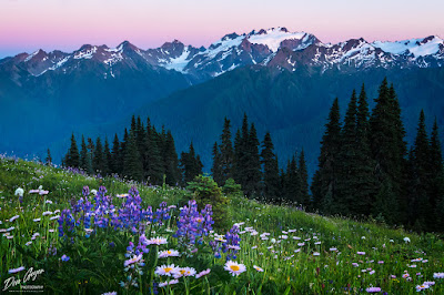 Mount Olympus above flower meadows on High Divide, Olympic National Park, Washington, USA.