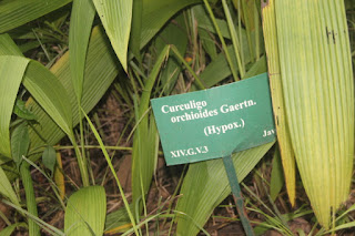  gambar Tanaman Congkok (Curculigo Orchioides Gaertn)