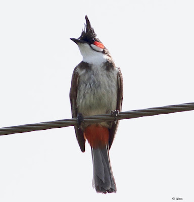 Red-whiskered Bulbul - Pycnonotus jocosus