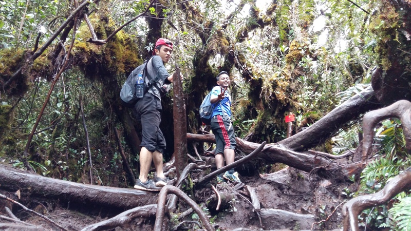 JaLaN-JaLaN: GUNUNG IRAU, CAMERON HIGHLAND : Hutan Lumut 