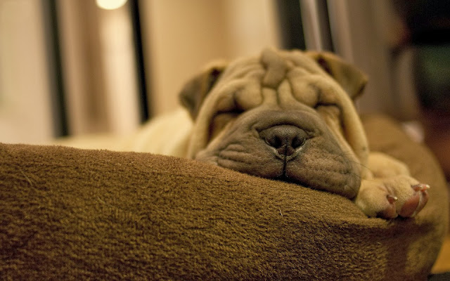 Imagenes de Cachorros Shar Peis