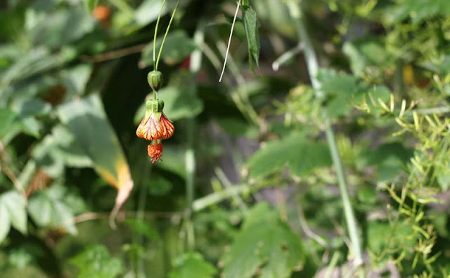 Flowering Maple Flowers Pictures