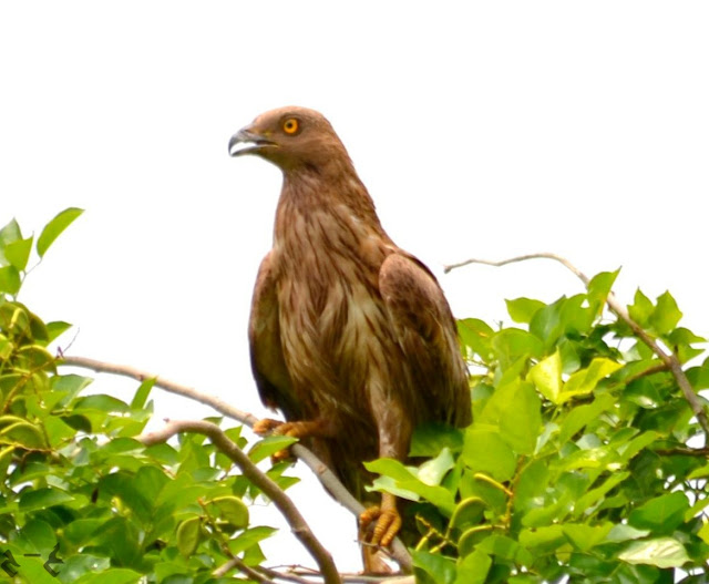 The Oriental honey-buzzard or crested honey buzzard (Pernis ptilorhynchus) پوربی شہد خور بزارڈ یا تاجدار شہد خور بزارڈ