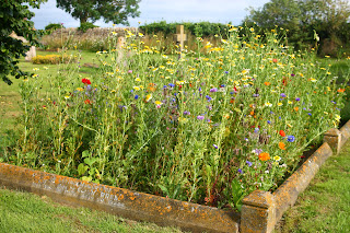 Wildflower patch in 2023