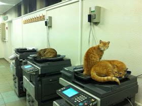 Funny cats - part 94 (40 pics + 10 gifs), cat pictures, cats sit on photocopiers
