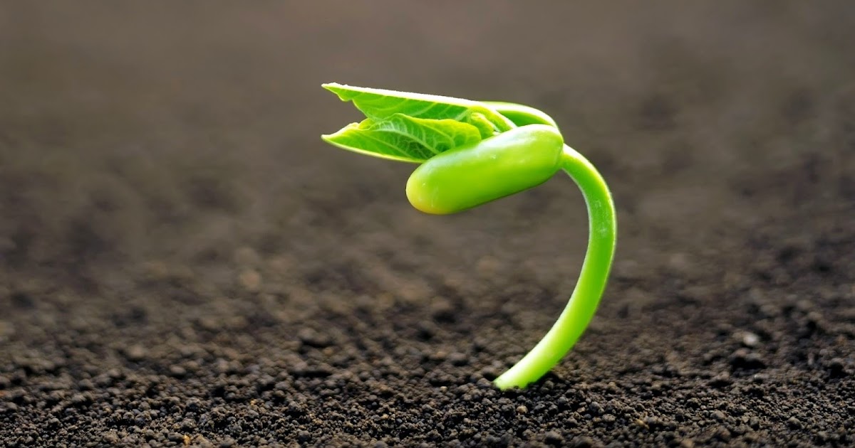  Pertumbuhan  dan Perkembangan Tumbuhan Generasi Biologi