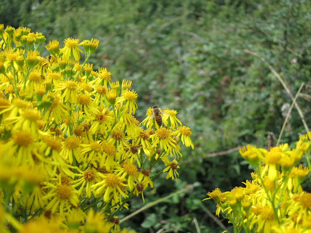 Ragwort beside Portland Harbour (Dorset)