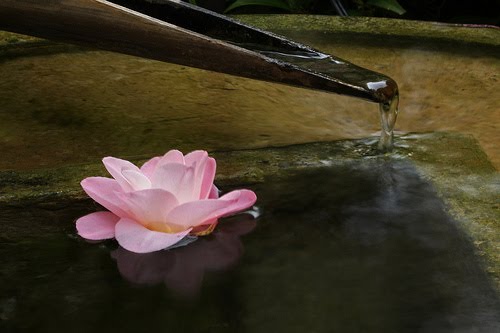 Rain bucket with lotus blossom by backpackphotography @ flickr