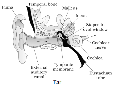 Diagram of Ear