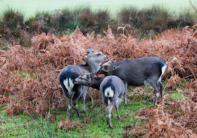 Sika deer in their winter coat.  Kmole Park, November 2015.