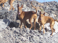 podencos canarios durante una jornada de caza