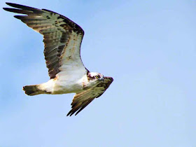 Osprey, flight, bird, Kin Dam, Okukubi River, Okinawa