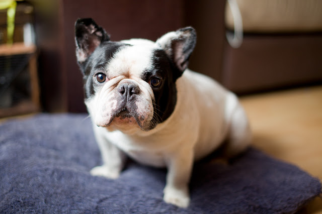 10 Dog Breeds That Have The Cutest Puppies