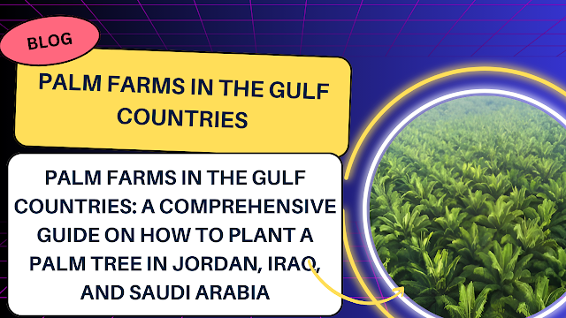 Palm farms in the Gulf Countries: A Comprehensive Guide on How to Plant a Palm Tree in Jordan, Iraq, and Saudi Arabia