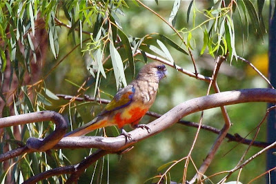 Perico cara azul: Northiella haematogaster