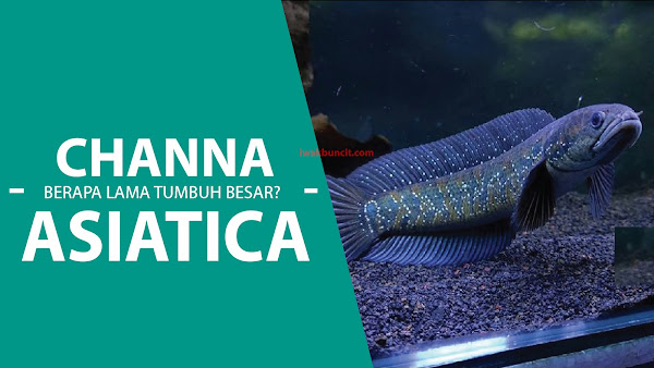 Berapa Lama Waktu yang Dibutuhkan Ikan Channa Asiatica untuk Tumbuh Besar dari Burayak?