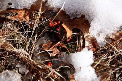 British soldier lichen surrounded by snow