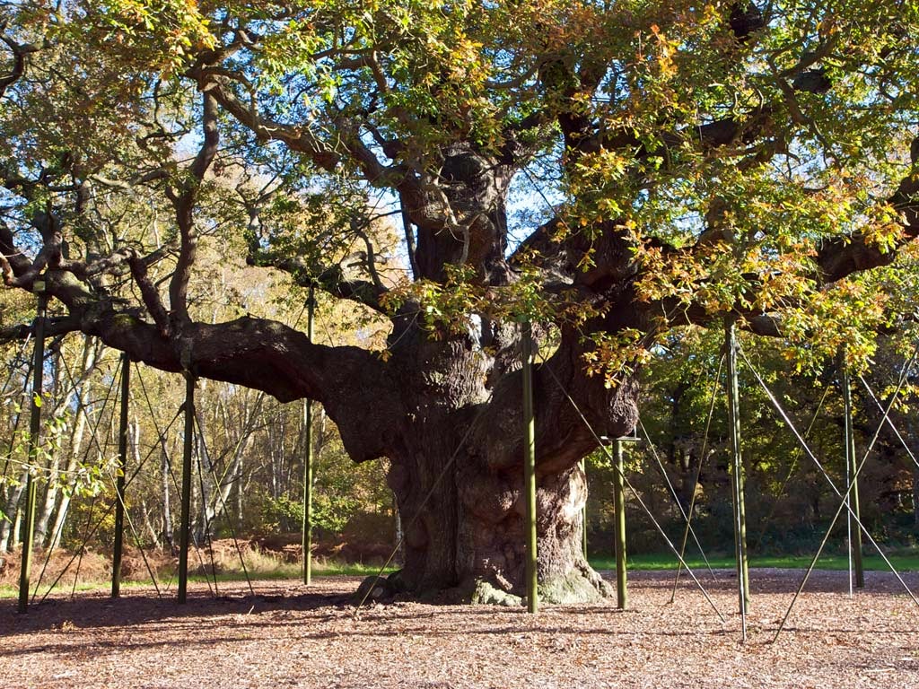 #1. Pohon Oak Mayor, Hutan Sherwood, Inggris