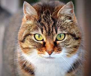 Nadie me puede decir que los gatos no son extraños.