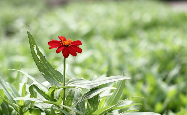 Narrow-Leaf Zinnia Flowers