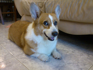 cute corgi likes food smile