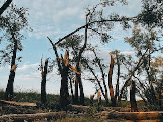 Deforestation Causes, Consequences, and Solutions