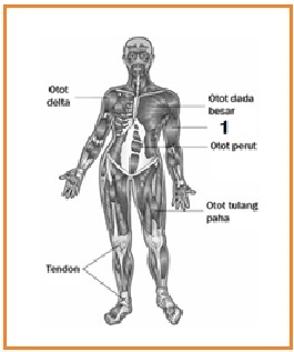  BIOLOGI  GONZAGA  JARINGAN  HEWAN 