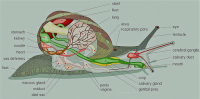 ciri khas tertentu yang membedakannya dengan hewan pada kelas lainnya 7 Ciri Ciri Kelas Gastropoda