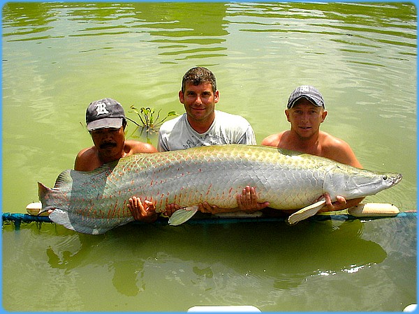 Mas Irvan Ikan air tawar raksasa ARAPAIMA