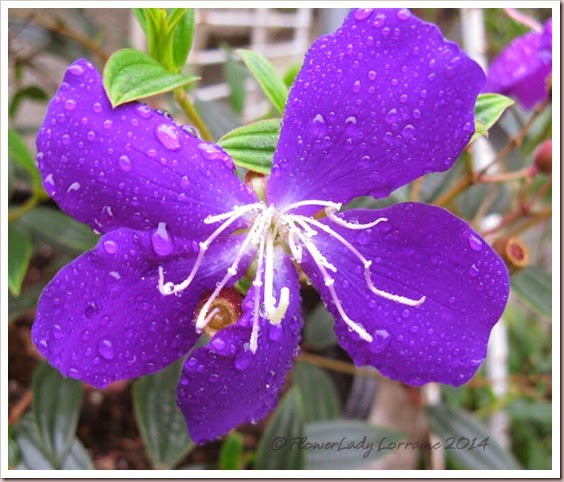03-18-tibouchina 03-18-tibouchina