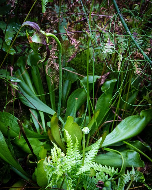 Purple Pitcher Plant IMG_4790