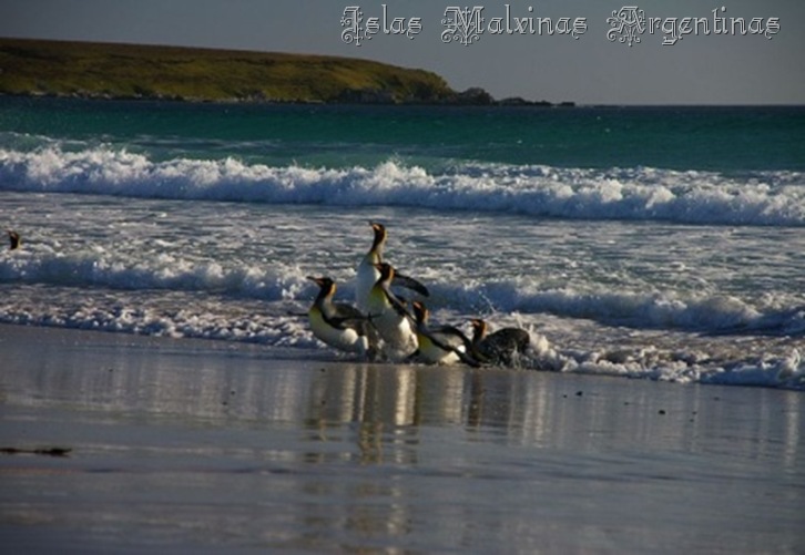 falklandIslasMalvinas13_debrujaMar