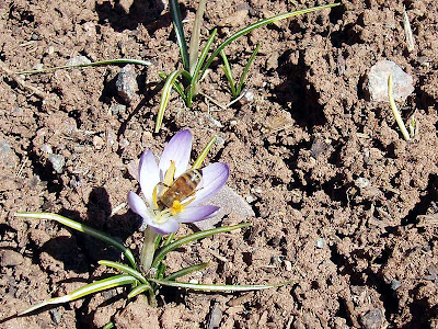  This bee was busy working on an early arrival in the front garden.