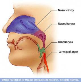 nasopharynx