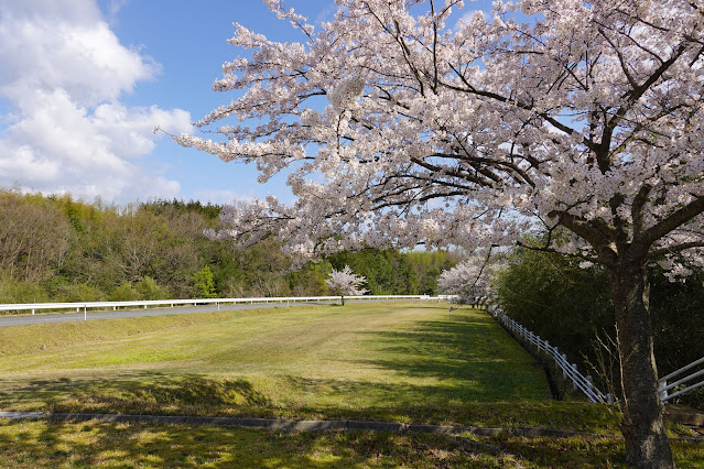 鳥取県西伯郡南部町鶴田　とっとり花回廊　外駐車場の桜