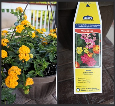 lantana flowers