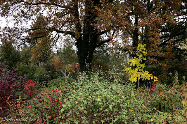 scène automnale jardin 2016