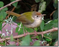 2 Common Tailorbird ( 75 kb )