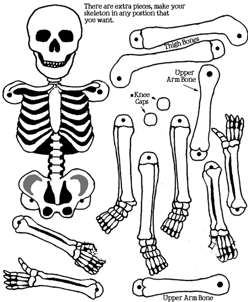 partes del cuerpo humano. partes del cuerpo humano.