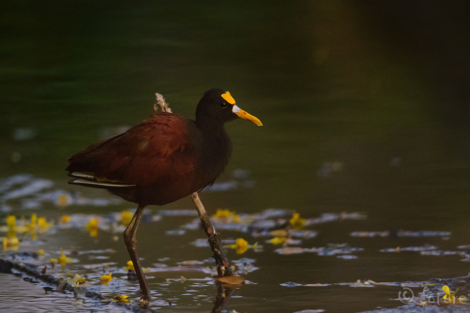 Kuldlauk-lootoselind, Jacana spinosa, Northern Jacana, jassaana, Middle American, jaçana