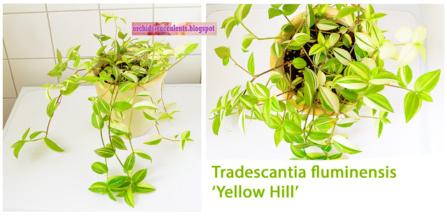 Tradescantia fluminensis Yellow Hill, tricolor, variegated, Τραντεσκάντια, φλουμινένσις, κίτρινος λόφος, κίτρινη, φυτό