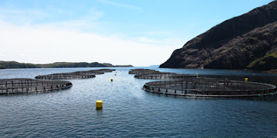 Salmon farming cages at St.Albans newfoundland