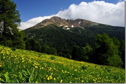 corno nero