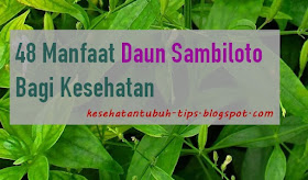 Manfaat Daun Sambiloto Bagi Kesehatan