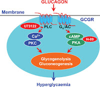 Glucagon Receptor