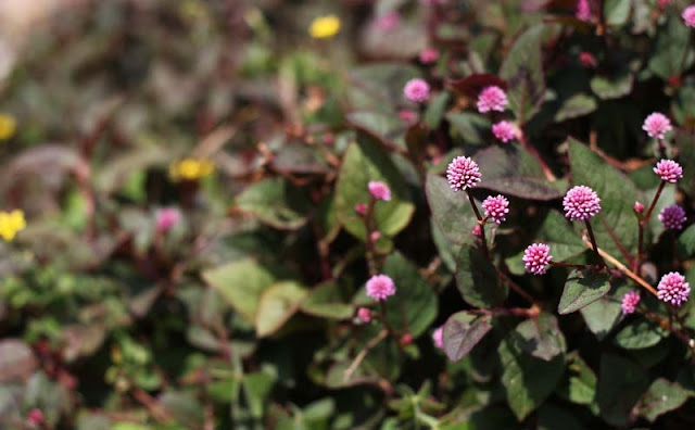 Persicaria Capitata Flowers Pictures