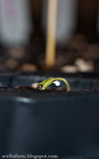 Gardening starter kit