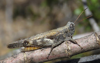 Ligurotettix coquilletti, Desert Clicker Grasshopper