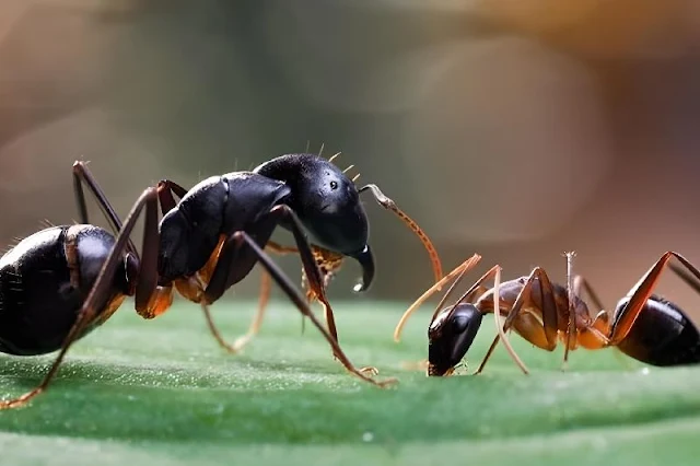 Las hormigas Matabele no solo son guerreras en la caza de termitas, sino también médicos, tratando heridas con sus propios antibióticos naturales. Este comportamiento único destaca su sorprendente capacidad para reconocer y combatir infecciones, algo inusual en el reino animal.