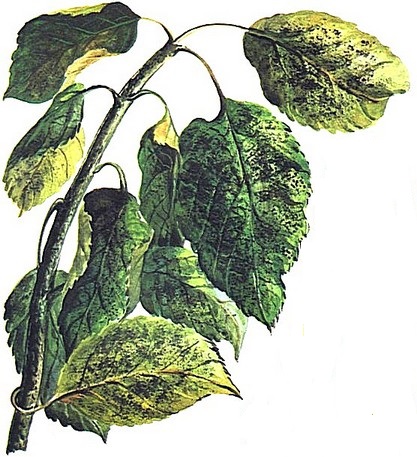Чернь плодовых пород (Fumago vagans, =Capnodium salicinum)